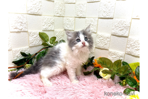 成約済の埼玉県のスコティッシュフォールド-83805の4枚目